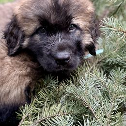 Leonberger Puppies from Tir na nOg Leonbergers