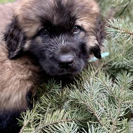 Leonberger Puppies from Tir na nOg Leonbergers