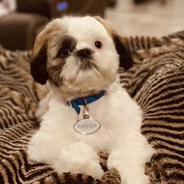 Shih Tzu Puppies from Willow Lane Shih Tzus
