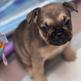 Cardi - Brindle female French Bulldog puppy in Newport News, Virginia from Emotional Support Babies