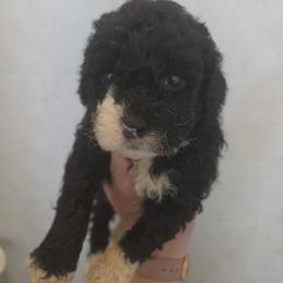 Betsy - Black and white female Aussiedoodle puppy in Galena, Illinois from Perry's doodles