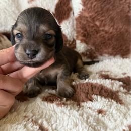 Eloise - Cream female Dachshund puppy in Boswell, Indiana from Golden Moose Homestead