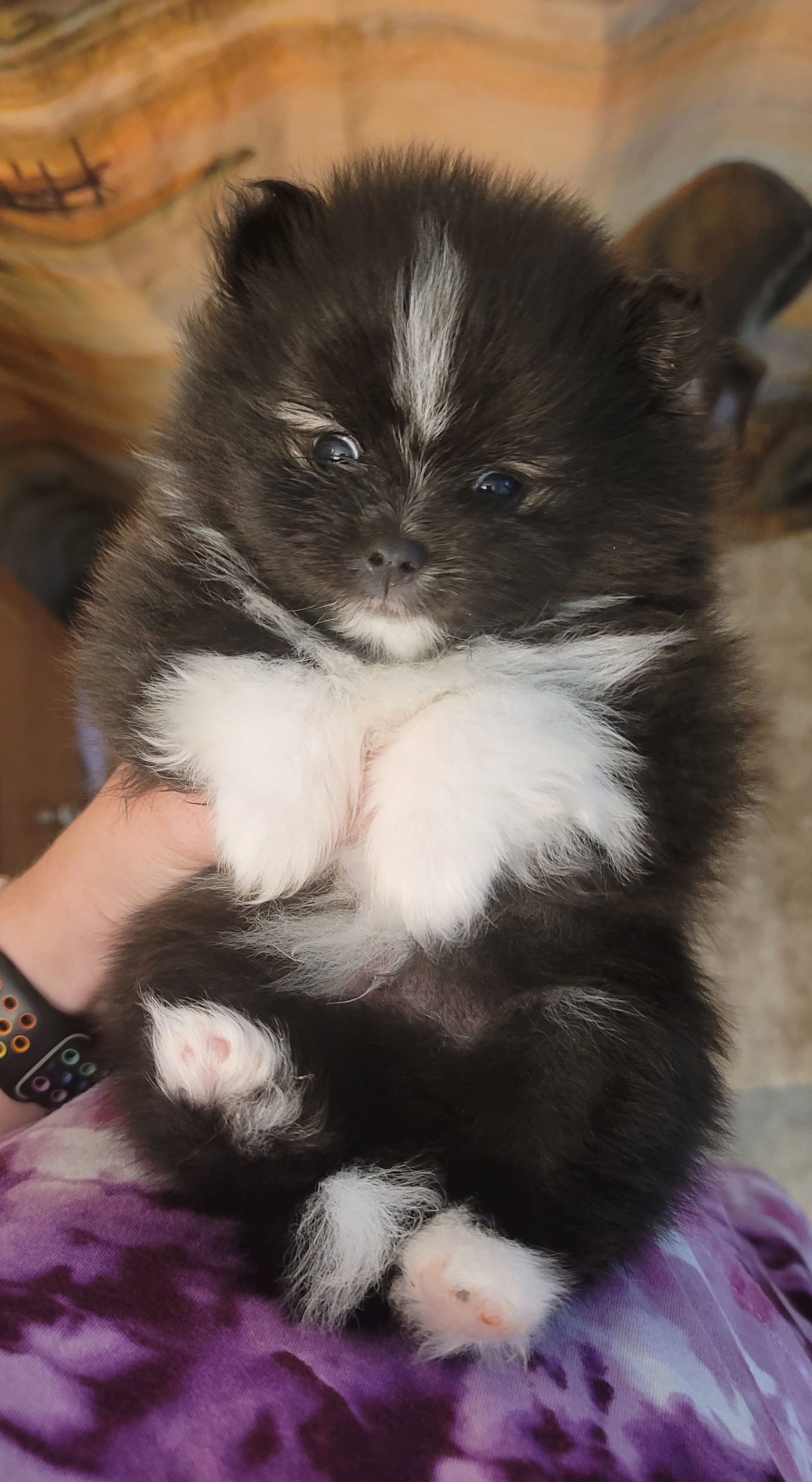 Pomeranian Puppies from Argetsinger Poms