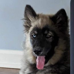 German Shepherd and Siberian Husky Puppies from Rose Trail Siberian’s