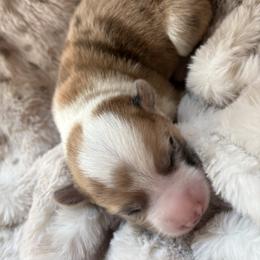 Tucker - White and red male Pembroke Welsh Corgi puppy in Springfield, Missouri from Taylor