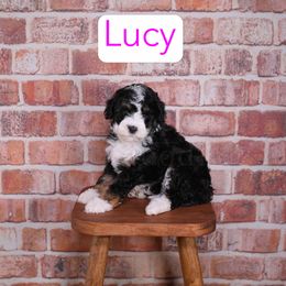 Lucy - Tri-color female Bernedoodle puppy in Calhoun, Georgia from Happy Top Doodles