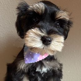 Black and silver - Black and silver male Miniature Schnauzer puppy in Mc Allen, Texas from True Love Schnauzers