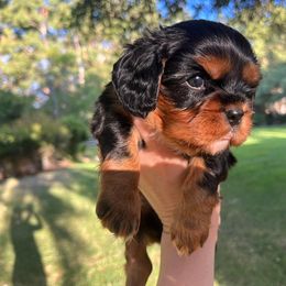 Cavalier King Charles Spaniel Puppies from Castle Rock Cavaliers
