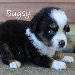 Bugsy - Black tri male Toy Australian Shepherd puppy in Godley, Texas from Flying H Toy and Mini Aussies