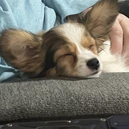 Papillon Puppies from DejaVu Papillons