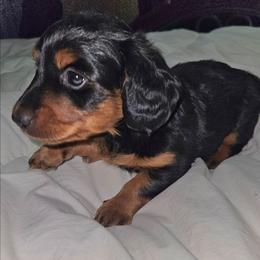 Uno - Black and tan male Dachshund puppy in Fritch, Texas from The Weenie Farm