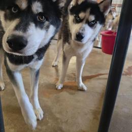 Jax and Zeke - Black tan and white male Siberian Husky puppy in Addison, Michigan from Gray Run Siberian Huskies