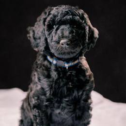 Simon - Blue male Poodle puppy in Shoreline, Washington from Fluffy Poodles
