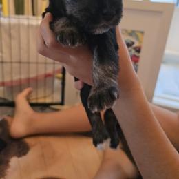 Luna - Black and silver female Miniature Schnauzer puppy in Winter Haven, Florida from The Blue Eyed Schnauzer