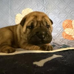 Pink collar - Red fawn female Chinese Shar-Pei puppy in Elkin, North Carolina from Martini Shar-Pei