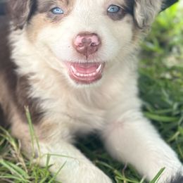 Miniature American Shepherds and Miniature Australian Shepherds from East to Western Aussies