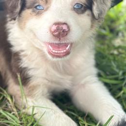 Miniature American Shepherds and Miniature Australian Shepherds from East to Western Aussies