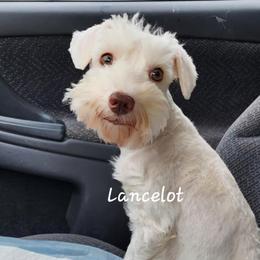 Lancelot - Miniature Schnauzer