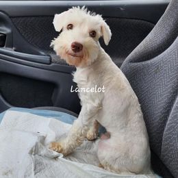 Lancelot - Miniature Schnauzer