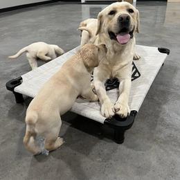 Labrador Retriever Puppies from Krys Ruth