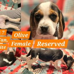 Olive-Orange-Female - Blue tan and white female Beagle puppy in Bemidji, Minnesota from Nse Farms Beagles