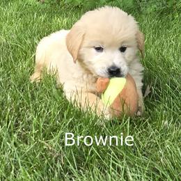Boy 1 - Light golden male Golden Retriever puppy in Milford, Michigan from Servant Kennel