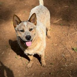 Durbin - Australian Cattle Dog