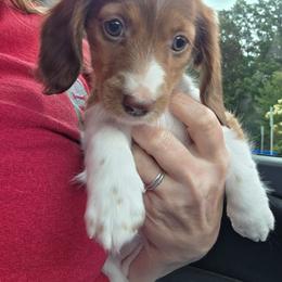 Ember - Piebald female Dachshund puppy in Grant, Michigan from Red Pyne Dashchuands