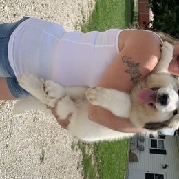 Great Pyrenees Puppies from Wells' Providence Pyrenees
