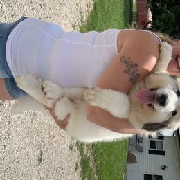 Great Pyrenees Puppies from Wells' Providence Pyrenees