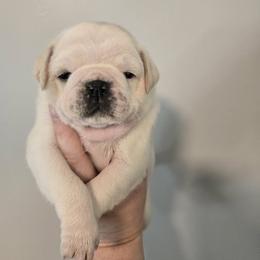 Banana - White male Pug puppy in Auburn, Kentucky from Prentice Family Pugs