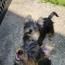 Silky Terrier Puppies from Brawley's Beautiful Babies