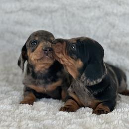 Dachshund Puppies from Mare-Bella Smoothcoat Edition