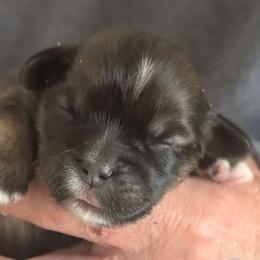 Iris - Brown female Lhasa Apso puppy in Fort Worth, Texas from Cynthia's Lhasa Apsos