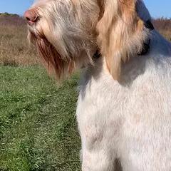 Spinoni Italiani from Quattro Zampe