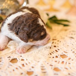 Poodle Puppies from Setting the Standard Poodles