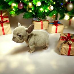 Slim - Liver male French Bulldog puppy in Bakersfield, California from HOI Frenchies