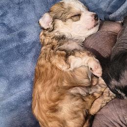 Teddy - White and chocolate male Chinese Crested puppy in Frederick, Maryland from Lovable Cresteds