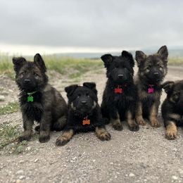 German Shepherd and Golden Retriever Puppies from Sweetheart Therapy Dogs LLC