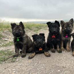 German Shepherd and Golden Retriever Puppies from Sweetheart Therapy Dogs LLC