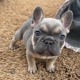 French Bulldog Puppies from Blue Lotus Frenchies