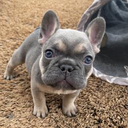 French Bulldog Puppies from Blue Lotus Frenchies