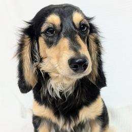 LADY KATHERINE - Black and cream female Dachshund puppy in Moscow, Idaho from Bailiwick of Gurnsey