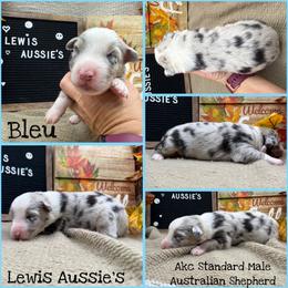 Beau - Blue merle male Australian Shepherd puppy in Purcell, Oklahoma from Lewis Aussie’s & Corgi’s