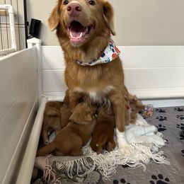 Nova Scotia Duck Tolling Retriever Puppies from Tallyho Tollers