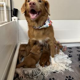 Nova Scotia Duck Tolling Retriever Puppies from Tallyho Tollers