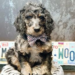 Midway - Merle male Goldendoodle puppy in Pasco, Washington from Camp Doodle Woods