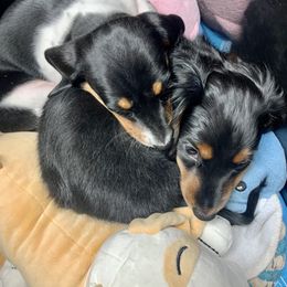 Dachshund and Poodle Puppies from Chocolate Pet Connection