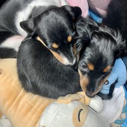 Dachshund and Poodle Puppies from Chocolate Pet Connection