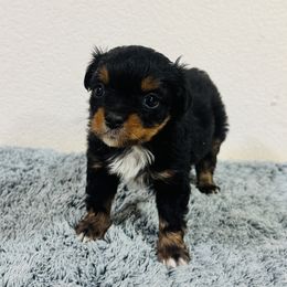 Shock - Black tri female Toy Australian Shepherd puppy in Gillette, Wyoming from Cockburn’s Toy and Mini Australian Shepherds